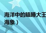 海洋中的瞌睡大王是谁（海洋中的瞌睡大王是海象）