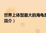 世界上体型最大的海龟是什么龟（世界上体型最大的海龟的简介）