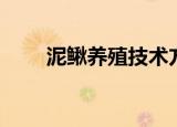 泥鳅养殖技术方法（如何养殖泥鳅）