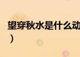 望穿秋水是什么动物（望穿秋水描述什么动物）