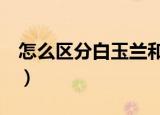 怎么区分白玉兰和白兰花（5种方法帮你区分）