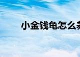 小金钱龟怎么养（养小金钱龟方法）