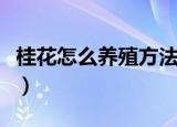 桂花怎么养殖方法和注意事项（桂花如何养殖）