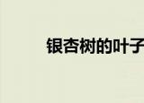 银杏树的叶子像什么（你觉得呢）