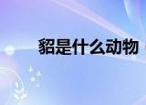 貂是什么动物（貂是属于什么动物）