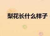 梨花长什么样子（梨花的样子长怎样的）