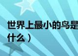 世界上最小的鸟是什么鸟（世界上最小的鸟是什么）