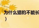 为什么猎豹不能长时间奔跑（原来是这个原因）