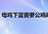母鸡下蛋需要公鸡吗（母鸡下蛋不需要公鸡）