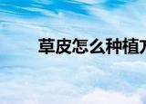 草皮怎么种植方法（草皮如何种植）