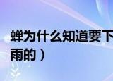 蝉为什么知道要下雨了（蝉是怎么感知快要下雨的）