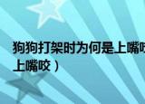 狗狗打架时为何是上嘴咬不是上手挠（狗狗打架时为什么是上嘴咬）