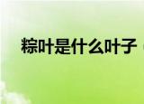 粽叶是什么叶子（粽叶是哪些叶子讲解）