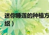 迷你睡莲的种植方法（迷你睡莲的种植方法介绍）