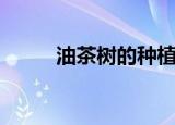 油茶树的种植（油茶树怎么种植）