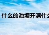 什么的池塘开满什么的荷花（优美景色造句）