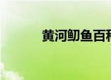 黄河鱽鱼百科（黄河鱽鱼介绍）