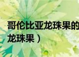 哥伦比亚龙珠果的食用方法（怎样吃哥伦比亚龙珠果）