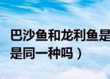 巴沙鱼和龙利鱼是一种鱼吗（巴沙鱼和龙利鱼是同一种吗）