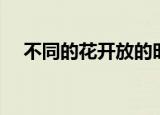 不同的花开放的时间（各种花开花时间）