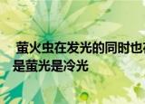  萤火虫在发光的同时也在发热吗 A、是发光发热同时B、不是萤光是冷光