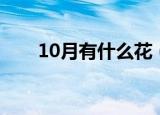 10月有什么花（哪些花在10月开花）