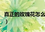 真正的玫瑰花怎么养（真正的玫瑰花养的方法）