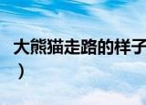 大熊猫走路的样子像什么（大熊猫的走路方式）