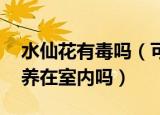 水仙花有毒吗（可以在室内养吗 水仙花适合养在室内吗）