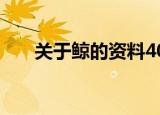 关于鲸的资料400字（鲸的资料介绍）