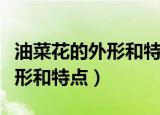 油菜花的外形和特点是什么（油菜花有什么外形和特点）