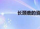长颈鹿的资料（长颈鹿介绍）