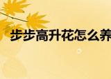 步步高升花怎么养（步步高升花养的方法）
