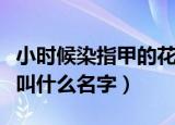 小时候染指甲的花叫什么名字（能染指甲的花叫什么名字）