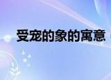 受宠的象的寓意（受宠的象表达了什么）