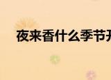 夜来香什么季节开花（夜来香开花季节）