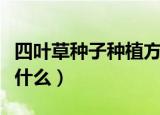 四叶草种子种植方法（四叶草种子种植方法是什么）