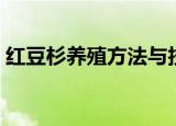 红豆杉养殖方法与技巧（怎么去养殖红豆杉）