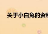 关于小白兔的资料（小兔子的资料介绍）