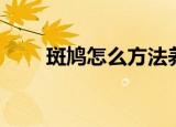斑鸠怎么方法养殖（斑鸠如何养殖）