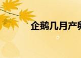 企鹅几月产卵（企鹅产卵时间）