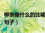 柳条像什么的比喻句有哪些（柳条像什么比喻句子）