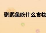 鹦鹉鱼吃什么食物最好（鹦鹉鱼这样饲养）