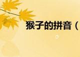 猴子的拼音（猴子的拼音是什么）