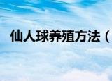 仙人球养殖方法（仙人球的养殖方法介绍）