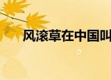 风滚草在中国叫什么菜（风滚草介绍）