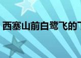 西塞山前白鹭飞的下一句（诗句原文及译文）