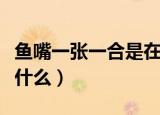 鱼嘴一张一合是在干什么（鱼嘴一张一合在干什么）