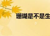 珊瑚是不是生物（珊瑚简单介绍）