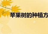 苹果树的种植方法（苹果树如何种植）
